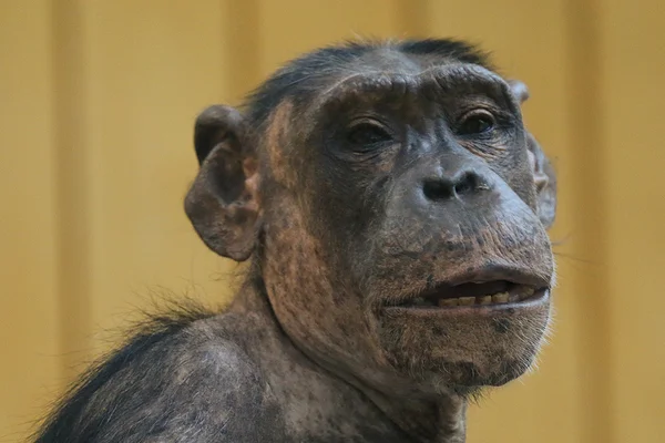 <big><b>ZOO ANTWERPEN</b></big><br>Antwerpen (B)<br><br><big>- 2020 -</big>
					<span class='w3-text-gray'>
						<br><br><code><i class='fa-solid fa-sliders fa-rotate-90 fa-sm'></i> <small>ISO 3200 - F5.6 - 1/60s - 300mm<br>Canon EF 70-300mm f/4-5.6L IS USM</small></code>
					</span>