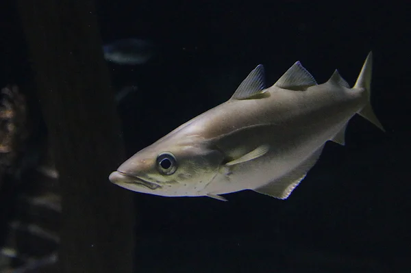 <big><b>ZOO ANTWERPEN</b></big><br>Antwerpen (B)<br><br><big>- 2020 -</big>
					<span class='w3-text-gray'>
						<br><br><code><i class='fa-solid fa-sliders fa-rotate-90 fa-sm'></i> <small>ISO 6400 - F2.8 - 1/160s - 40mm<br>Sigma 17-50mm f/2.8 EX DC OS HSM</small></code>
					</span>