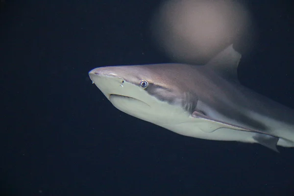 <big><b>ZOO ANTWERPEN</b></big><br>Antwerpen (B)<br><br><big>- 2020 -</big>
					<span class='w3-text-gray'>
						<br><br><code><i class='fa-solid fa-sliders fa-rotate-90 fa-sm'></i> <small>ISO 6400 - F2.8 - 1/1000s - 50mm<br>Sigma 17-50mm f/2.8 EX DC OS HSM</small></code>
					</span>