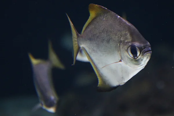 <big><b>ZOO ANTWERPEN</b></big><br>Antwerpen (B)<br><br><big>- 2020 -</big>
					<span class='w3-text-gray'>
						<br><br><code><i class='fa-solid fa-sliders fa-rotate-90 fa-sm'></i> <small>ISO 1600 - F2.8 - 1/250s - 50mm<br>Sigma 17-50mm f/2.8 EX DC OS HSM</small></code>
					</span>