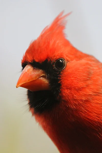 <big><b>ZOO ANTWERPEN</b></big><br>Antwerpen (B)<br><br><big>- 2020 -</big>
					<span class='w3-text-gray'>
						<br><br><code><i class='fa-solid fa-sliders fa-rotate-90 fa-sm'></i> <small>ISO 3200 - F5.6 - 1/200s - 300mm<br>Canon EF 70-300mm f/4-5.6L IS USM</small></code>
					</span>