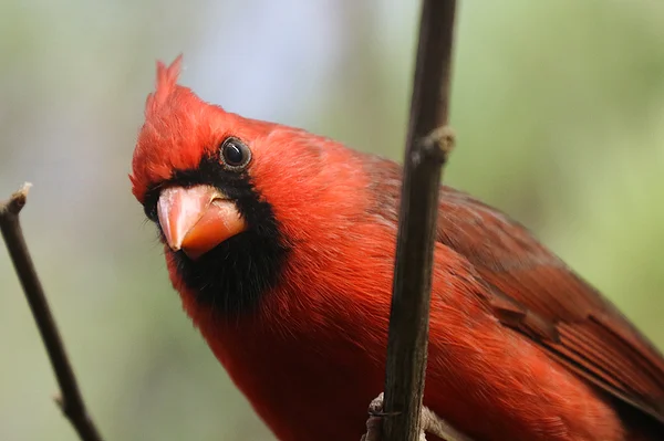 <big><b>ZOO ANTWERPEN</b></big><br>Antwerpen (B)<br><br><big>- 2020 -</big>
					<span class='w3-text-gray'>
						<br><br><code><i class='fa-solid fa-sliders fa-rotate-90 fa-sm'></i> <small>ISO 1600 - F5.6 - 1/80s - 300mm<br>Canon EF 70-300mm f/4-5.6L IS USM</small></code>
					</span>