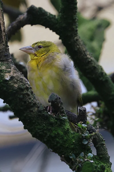 <big><b>ZOO ANTWERPEN</b></big><br>Antwerpen (B)<br><br><big>- 2020 -</big>
					<span class='w3-text-gray'>
						<br><br><code><i class='fa-solid fa-sliders fa-rotate-90 fa-sm'></i> <small>ISO 400 - F5.6 - 1/60s - 300mm<br>Canon EF 70-300mm f/4-5.6L IS USM</small></code>
					</span>