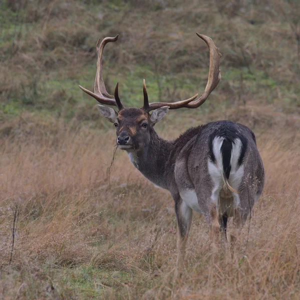 <big><b>DAMHERT</b></big><br>Amsterdamse Waterleidingduinen (NL)<br><br><big>- 2024 -</big>
					<span class='w3-text-gray'>
						<br><br><code><i class='fa-solid fa-sliders fa-rotate-90 fa-sm'></i> <small>ISO 400 - F8 - 1/100s - 300mm<br>Canon EF 70-300mm f/4-5.6L IS USM</small></code>
					</span>