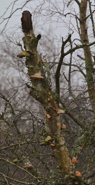 <big><b>ZWARTE BERK</b></big><br>Amsterdamse Waterleidingduinen (NL)<br><br><big>- 2024 -</big>
					<span class='w3-text-gray'>
						<br><br><code><i class='fa-solid fa-sliders fa-rotate-90 fa-sm'></i> <small>ISO 400 - F8 - 1/200s - 300mm<br>Canon EF 70-300mm f/4-5.6L IS USM</small></code>
					</span>