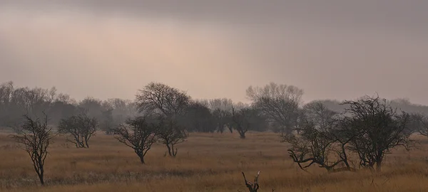 <big><b>DUINVALLEI</b></big><br>Amsterdamse Waterleidingduinen (NL)<br><br><big>- 2024 -</big>
					<span class='w3-text-gray'>
						<br><br><code><i class='fa-solid fa-sliders fa-rotate-90 fa-sm'></i> <small>ISO 400 - F8 - 1/640s - 70mm<br>Canon EF 70-300mm f/4-5.6L IS USM</small></code>
					</span>