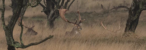 <big><b>DAMHERTEN</b></big><br>Amsterdamse Waterleidingduinen (NL)<br><br><big>- 2024 -</big>
					<span class='w3-text-gray'>
						<br><br><code><i class='fa-solid fa-sliders fa-rotate-90 fa-sm'></i> <small>ISO 400 - F8 - 1/250s - 300mm<br>Canon EF 70-300mm f/4-5.6L IS USM</small></code>
					</span>