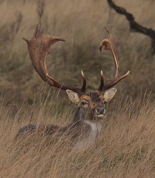 <big><b>DAMHERT</b></big><br>Amsterdamse Waterleidingduinen (NL)<br><br><big>- 2024 -</big>
					<span class='w3-text-gray'>
						<br><br><code><i class='fa-solid fa-sliders fa-rotate-90 fa-sm'></i> <small>ISO 400 - F8 - 1/320s - 300mm<br>Canon EF 70-300mm f/4-5.6L IS USM</small></code>
					</span>